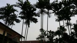 Jalan Kampong Chantek (D21), Detached #107215142